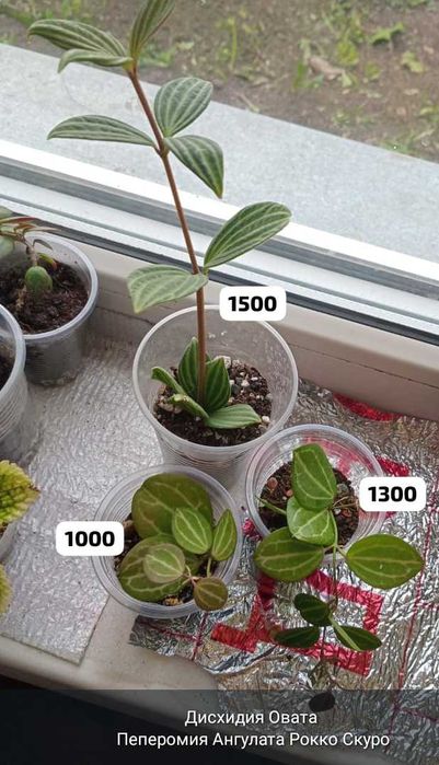 Суккуленты,полянки,укореняшки,срезы