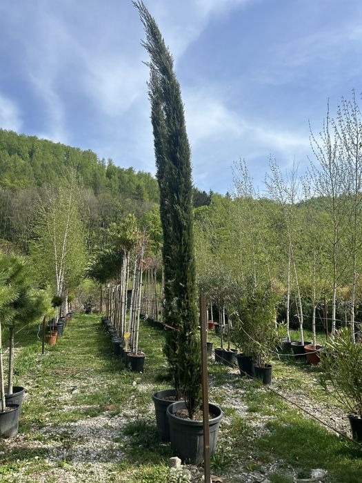 Plante ornamentale