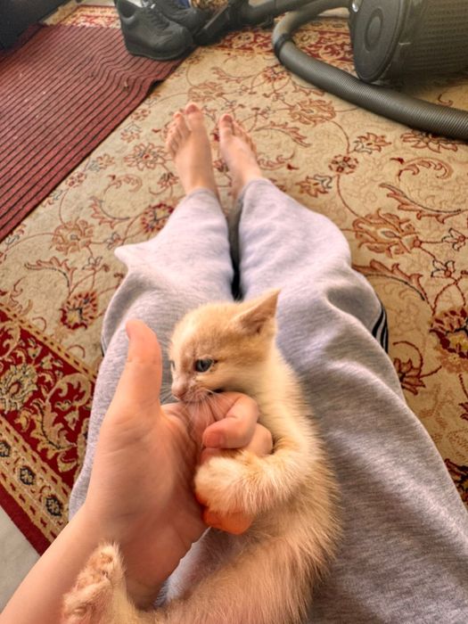 Отдам котенка в добрые руки