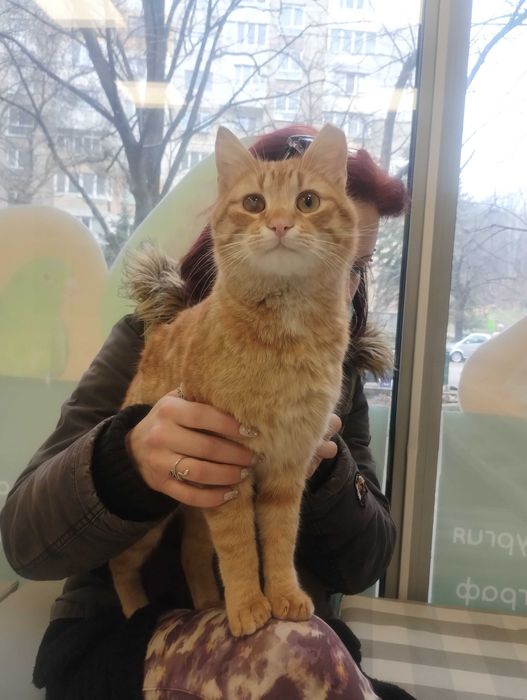 Коте на годинка спешно търси дом