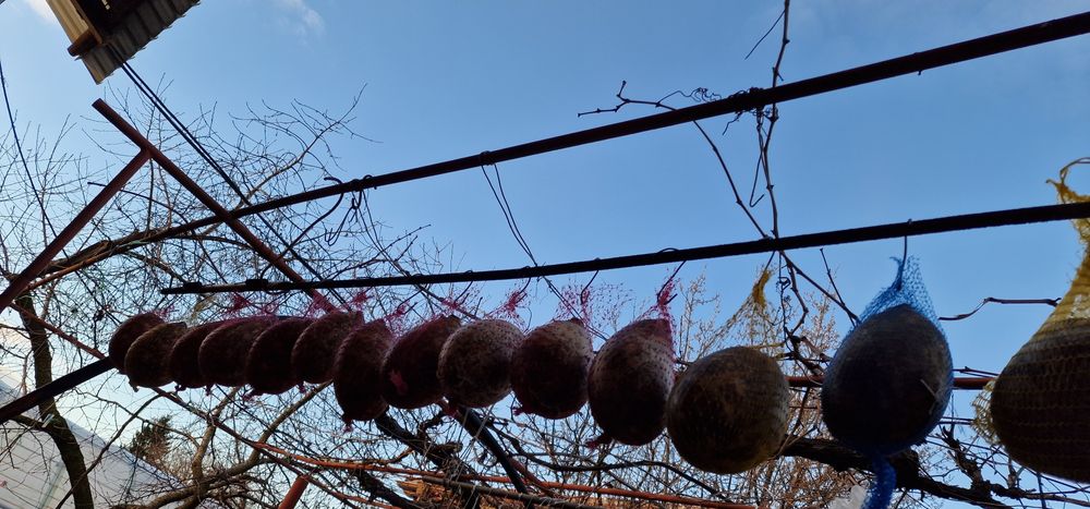 Продавам Пуски от домашни прасета