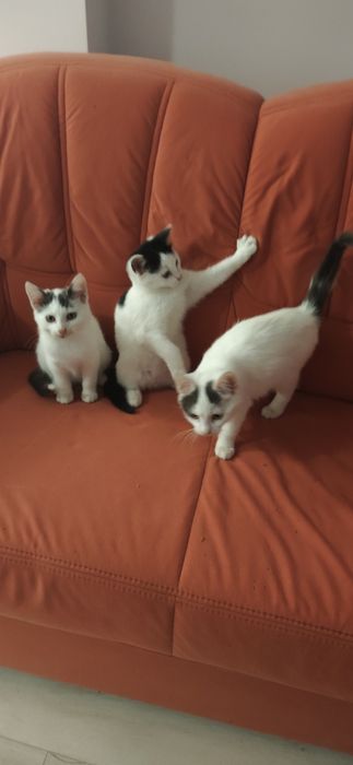 Ofer spre adopție 3 pisici