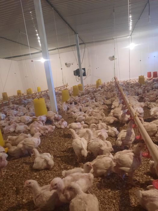 Бройлер росс 308 Шымкент