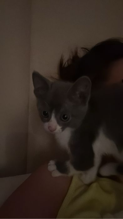 Котенок бесплатно