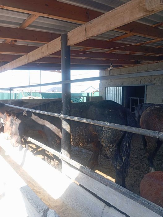 Откормленные лощади