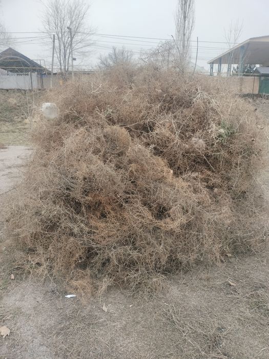 Жантақ шөп.. Тегін беремін