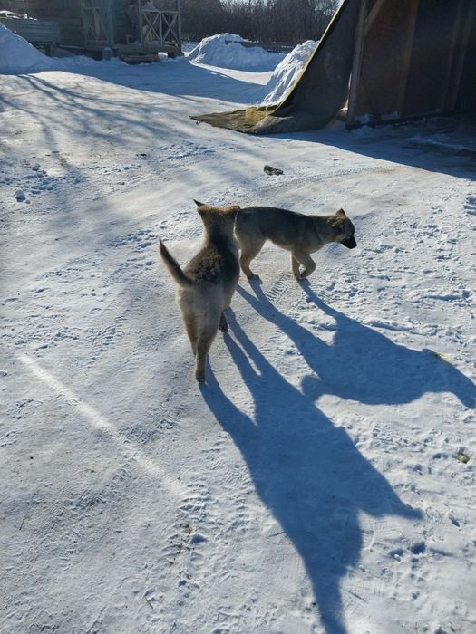 Щенят отдам в добрые руки!