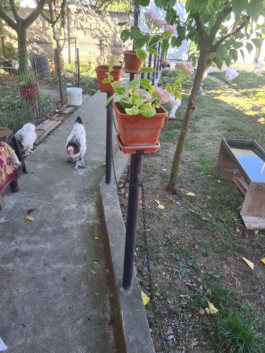 Pasari de rasa si iepuri