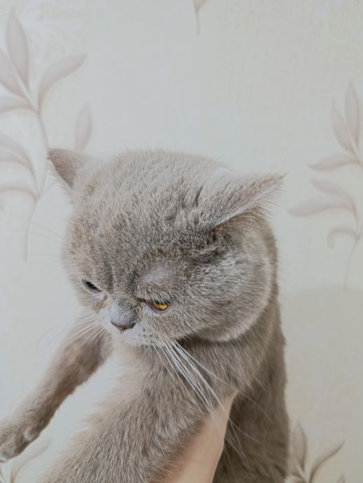 Продается кот британский