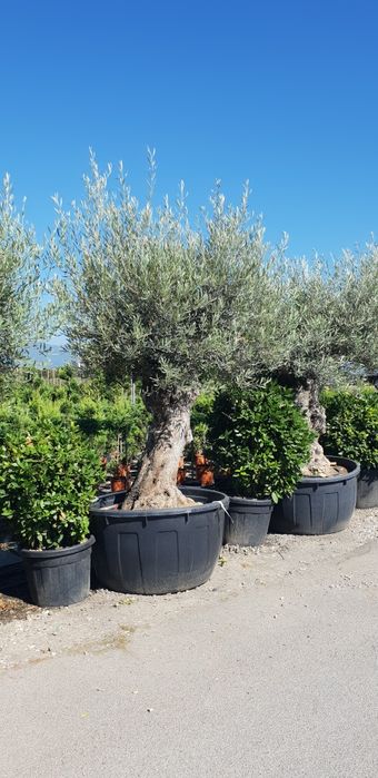 Maslin calitate extra