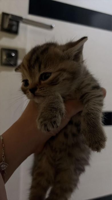 Породистые котята