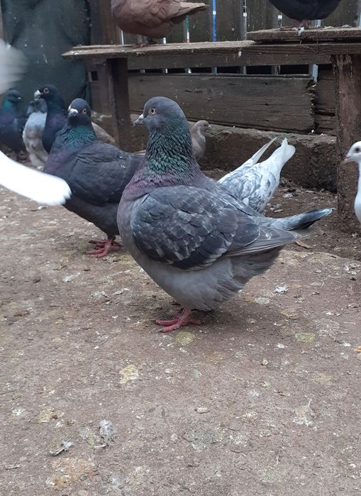 Porumbei Texani 2025