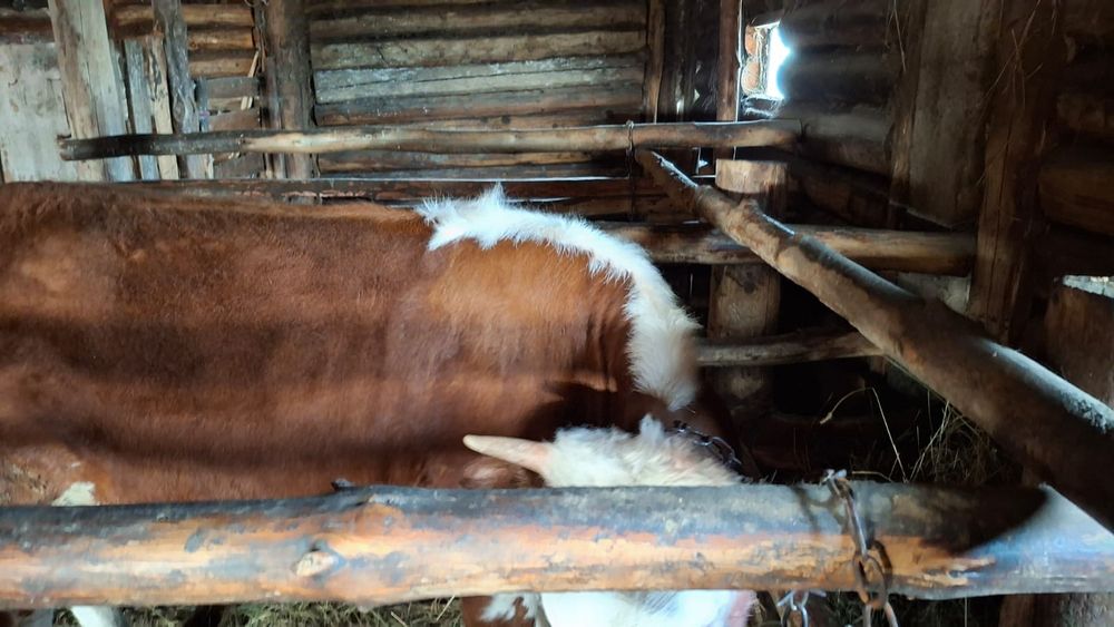 Продам тёлочка 1год 4месяца