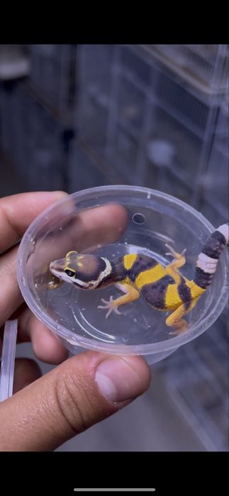 Гекконы эублефары ручные ящерки