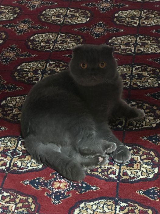 Отдаю кота в хорошие руки.  Вислоухий британец 4 года
