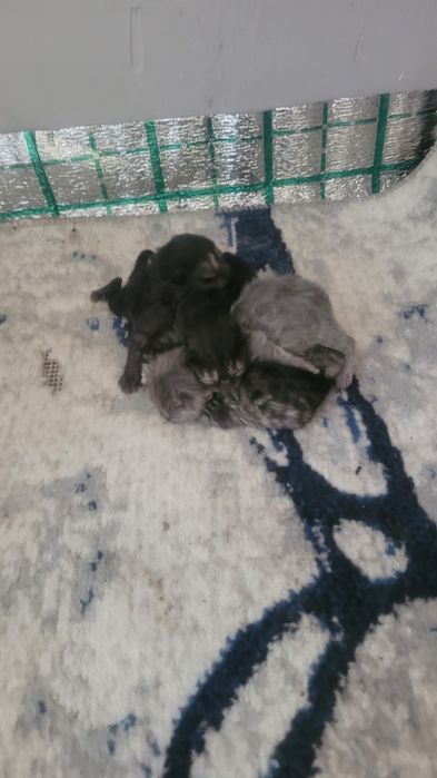 Zotli mushukchalar sotilad MARGILONDA telegrdam yozing
Ota onasi surat