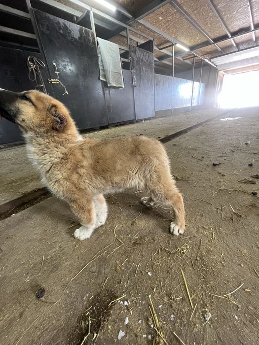 Астанада тур Күшік төбет 2 айлық