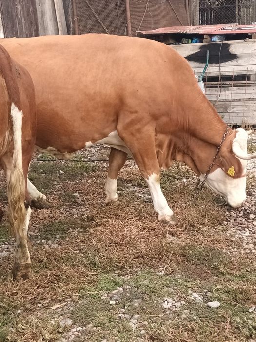 Vand vaca si vitica
