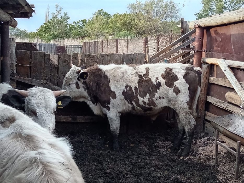 Продам 6 бычков годовалых
