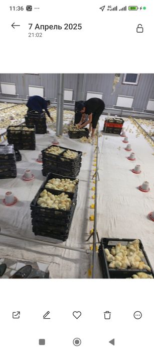 Продам цыплят бройлер оптом и в розницу