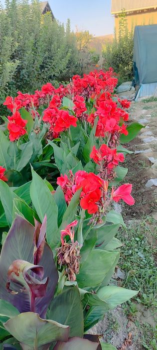 Kan gul shoyi gul kuchatlari