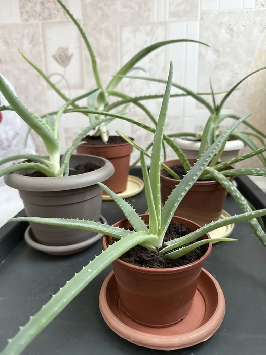 Алоэ лечебный растение