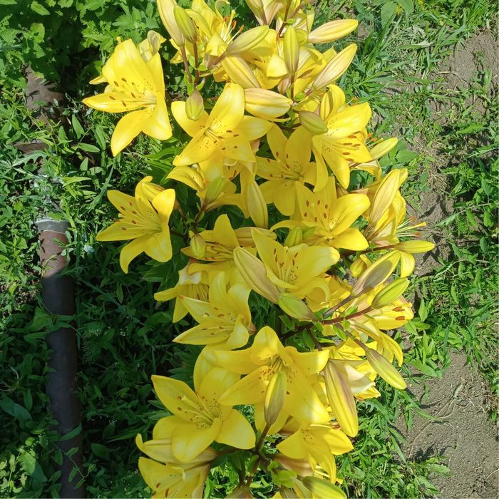 Продам дачу в Асане