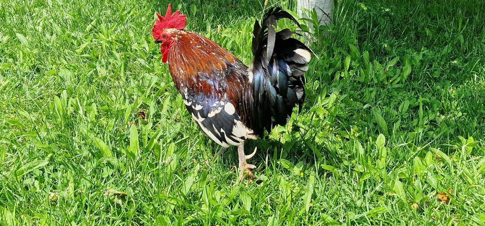 Găini si cocoși americani