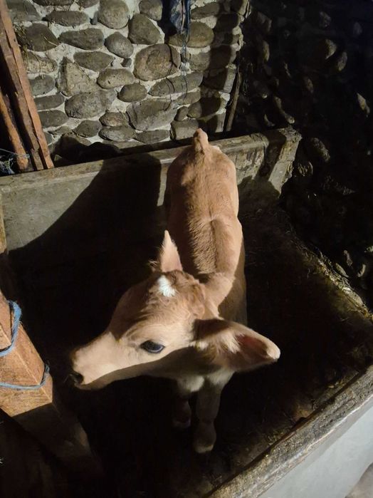 Vițel, varsta 1 săptămână, suma 2300 lei.