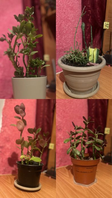 продам комнатные цветы