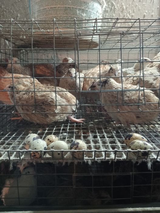 Бөдене балапандары.