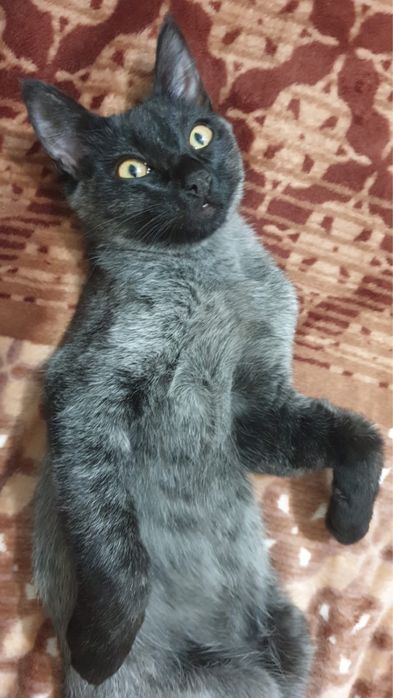 Отдам котенка 6 месяцев в добрые руки