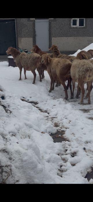 Арашан тусактар