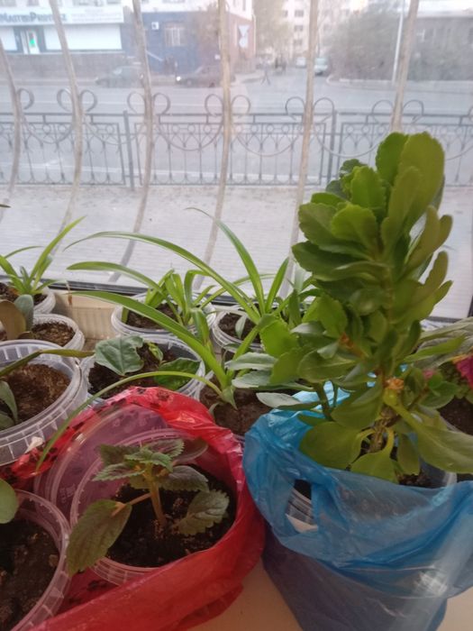 Цветы комнатные не дорого