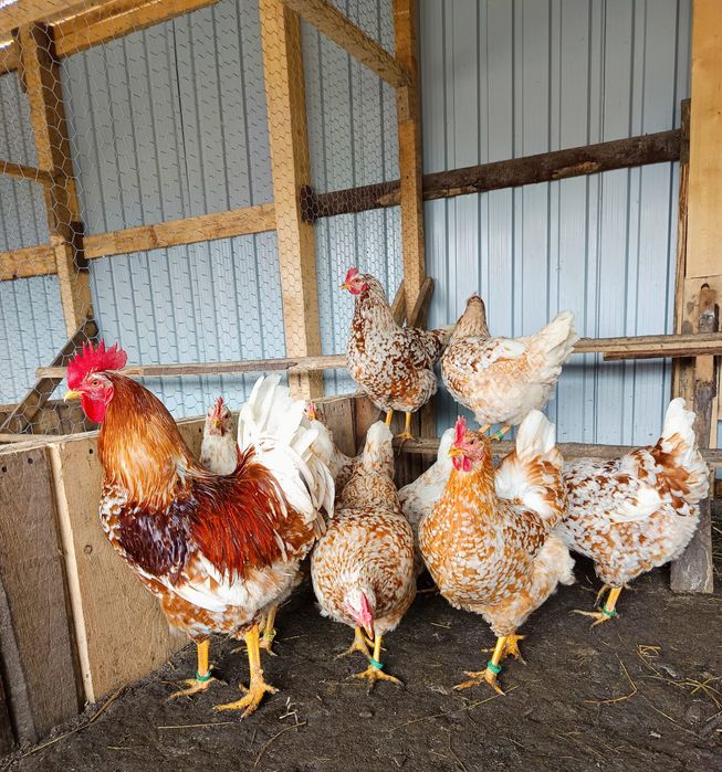 Familie găini pita pinta roxa 1+3