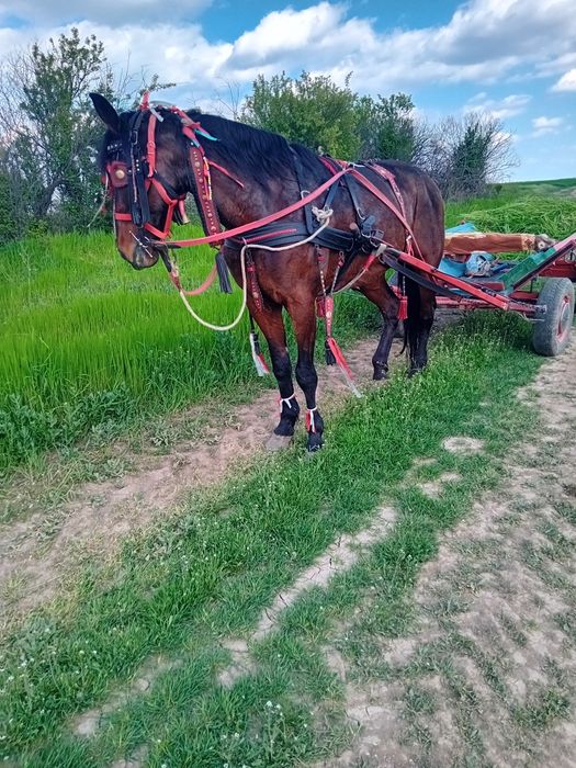 Iapă trapasă garantată