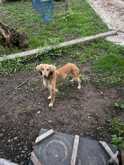 Тазы ургашы таза канды