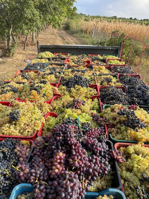 Vină struguri de vin