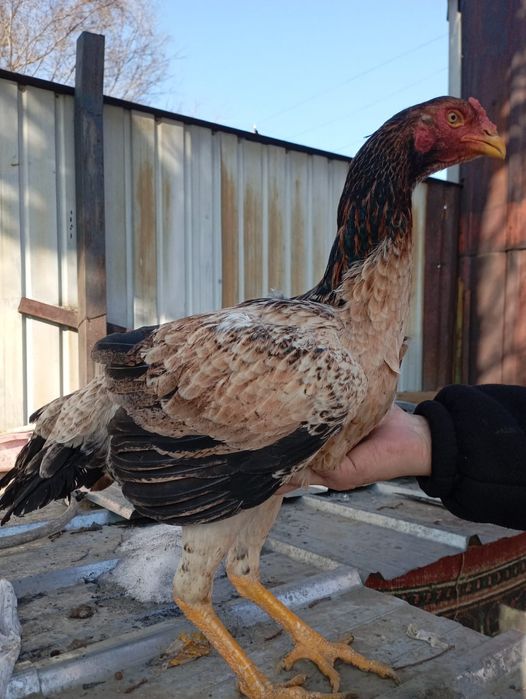 Дакан нннннннннн