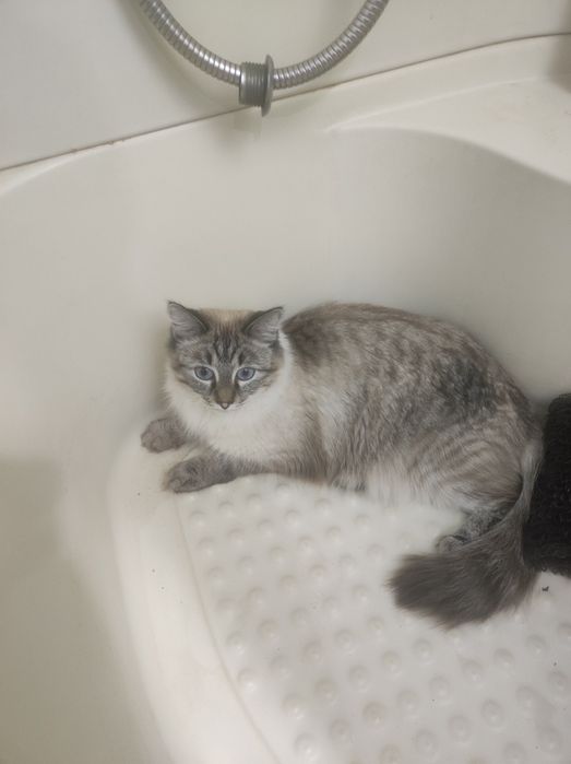 Отдам Кошку в Добрые Руки