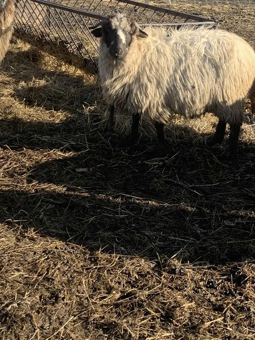 De vanzare 2 carlane