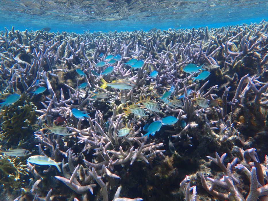 Водоустойчив,удароустойчив Фотоапарат Olympus Stylus Tough TG 850