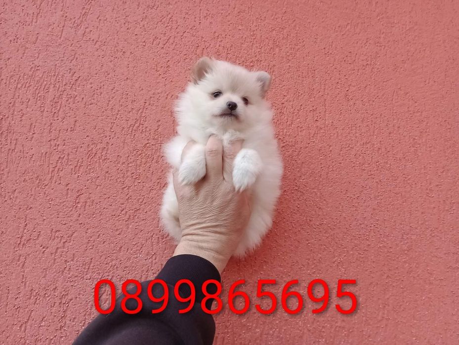 Женско Померанче.