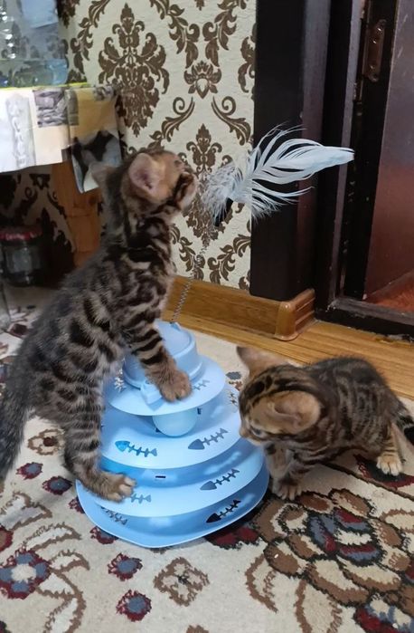 Продаются бенгальский котик котята