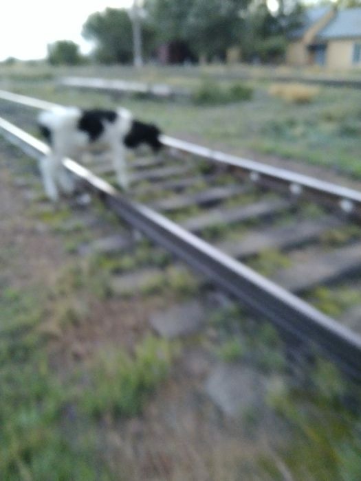 Продам корову с теленком