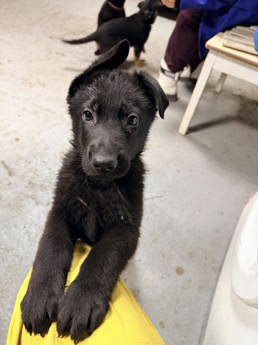 Немецкая овчарка