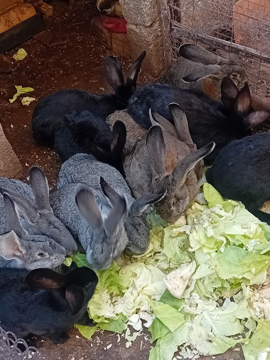 Carcasă 35 lei Klg ,3,5 Klg bucata!