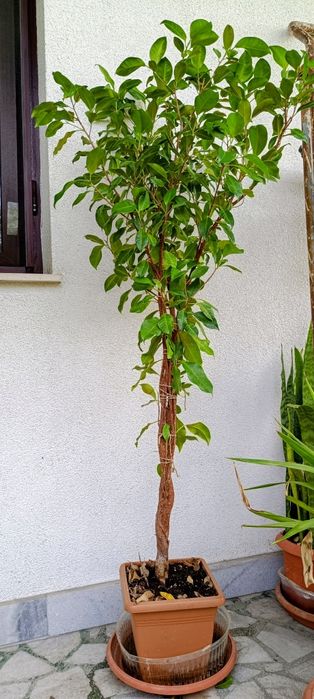 Фикус Бенджамин Microcarpa 145-135см.