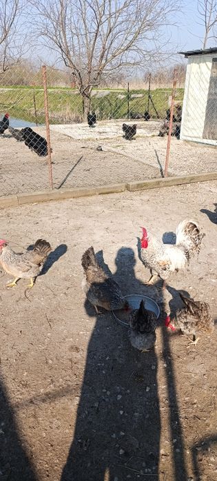 Яйца за люпене от легбар опал , легбар крем и австралорп