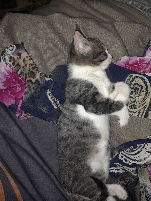 Игривый ласковый котенок